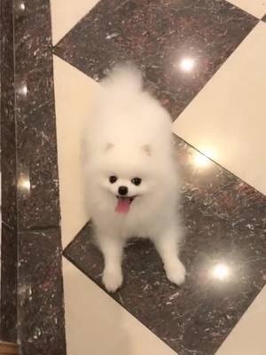 A post by @kathleenmc4 on TikTok caption: #foryou #cute #pet #cutedog