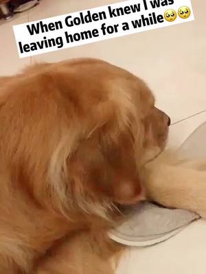 A post by @petslovely3 on TikTok caption: I can read your mind Golden 😭😭💔#puppy #BeConvincing #lovemydog #petslovely #doggy #dogsoftiktok #puppylove #foryoupage #fyp