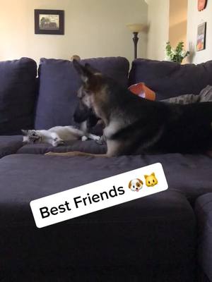 A post by @jessieg9614 on TikTok caption: Cadence and PJ have been best friends from the start ❤️ #fyp#CrucialCatch#BeConvincing#xyzbca#germanshepherd#kitten