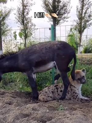 A post by @carteradriana on TikTok caption: Why did he kick me? 🦵🏻#donkey #hyena #fight #cry #PetsOfTikTok #foryou