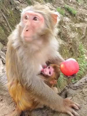 A post by @juaof95824 on TikTok caption: #monkey #fyp @suzhen2861