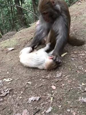 A post by @chengmoliangna3801 on TikTok caption: #monkey #fyp @suzhen2861