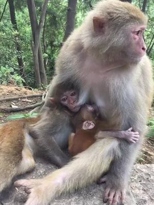 A post by @juaof95824 on TikTok caption: #monkey #fyp @suzhen2861