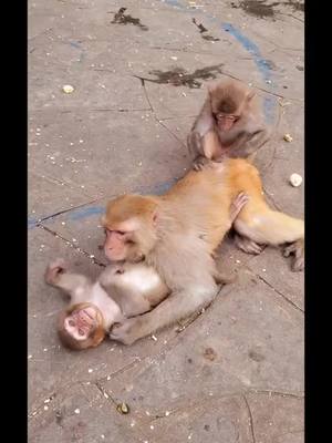 A post by @chengmoliangna3801 on TikTok caption: #monkey #fyp @suzhen2861