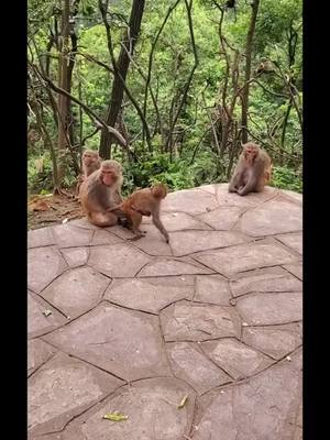 A post by @juaof95824 on TikTok caption: #monkey #fyp @suzhen2861