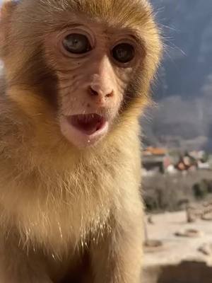 A post by @wupaa226894 on TikTok caption: #monkey #fyp @suzhen2861