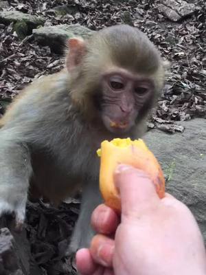 A post by @junrunchu on TikTok caption: #fyp #monkey @suzhen2861