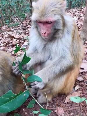 A post by @junrunchu on TikTok caption: #monkey #fyp @suzhen2861