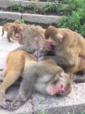 A post by @chengmoliangna3801 on TikTok caption: #monkey #fyp @suzhen2861