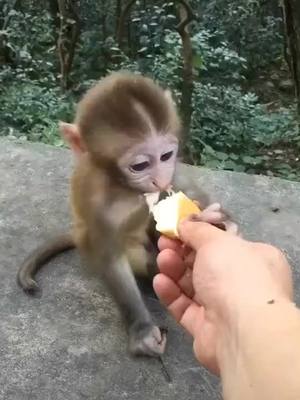 A post by @juaof95824 on TikTok caption: #monkey #fyp @suzhen2861