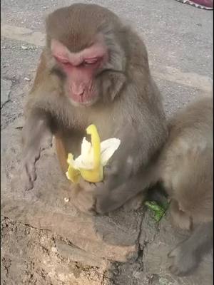 A post by @chengmoliangna3801 on TikTok caption: #monkey #fyp @suzhen2861