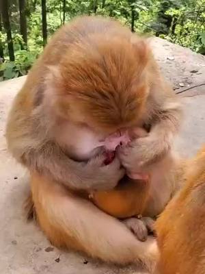 A post by @wupaa226894 on TikTok caption: #monkey #fyp @suzhen2861