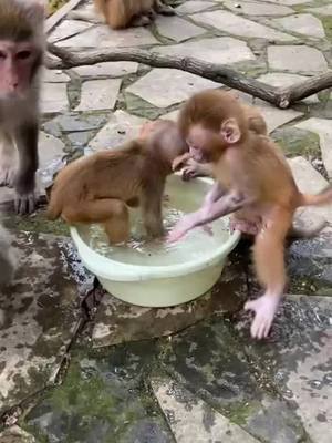 A post by @chengmoliangna3801 on TikTok caption: #fyp #monkey @suzhen2861