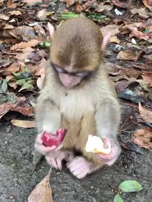 A post by @juaof95824 on TikTok caption: #monkey #fyp @suzhen2861