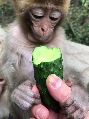 A post by @junrunchu on TikTok caption: #monkey #fyp @suzhen2861