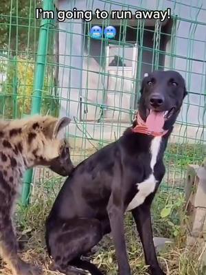 A post by @carteradriana on TikTok caption: What’s he doing? #hyena #dog #fight #PetsOfTikTok #realife #fyp