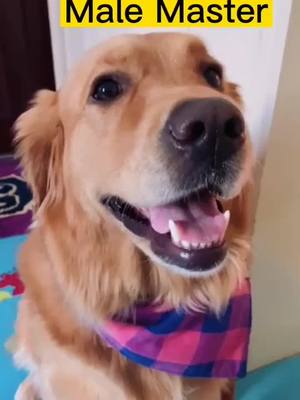 A post by @petsdoudou on TikTok caption: #fyp The dog played tricks on the owner again today.#GoldenHair#pet#dog