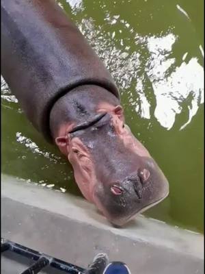 A post by @cutefunnypet on TikTok caption: River horses eating watermelon