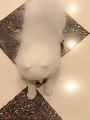 A post by @kathleenmc4 on TikTok caption: #foryoupage #cutedog #pet #puppy