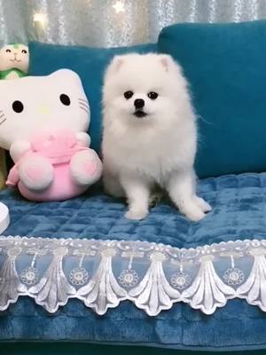 A post by @kathleenmc4 on TikTok caption: #fyp #dog #cute #puppy #cutedog