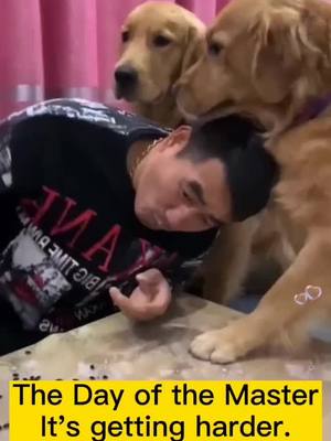 A post by @petsdoudou on TikTok caption: #fyp The owner eats watermelon instead of giving it to the dog.'And ended up being scratched by a dog's paw.#pet#dog#Funny#GoldenHair