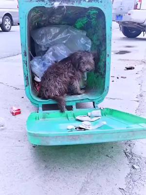 A post by @darling_dog on TikTok caption: I don't know why your master abandoned you.But luckily, you know me, you no longer need to stay in the trash can .#dog #straydog #dogsoftiktok #fyp