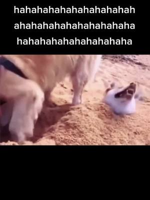 A post by @followfunny on TikTok