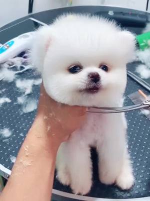 A post by @kyleen006 on TikTok caption: #dogs