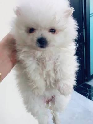 A post by @kyleen006 on TikTok caption: #dogs