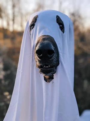 A post by @alllyyxx on TikTok caption: 👻🎃🍁#dogghost #ghostchallenge #DayInMyLife #ghost #greatdane #tiktokcanada #fyp #foryoupage #foryou #viral #spookyseason #halloween #rhymepov