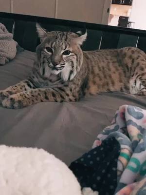 A post by @js301514 on TikTok caption: My pretty kitty 😻#nwbobcat#catmom#bobcatsoftiktok#bigboy