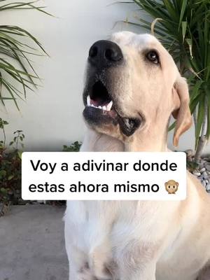 A post by @enzoelperromx on TikTok caption: Comenta si lo adiviné 🐶 (IG: enzoelperromx) #perrito #perritos #perritostiktokers #perritostiktok #perrosdetiktok #perritosdetiktok #perritosbonitos