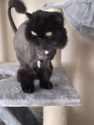 A post by @js301514 on TikTok caption: He’s the alpha male of our 4 cats 😂 little 10 lb Persian😂#alphamale#Persian#blackcatsrock