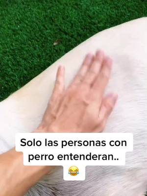 A post by @enzoelperromx on TikTok caption: ¿Le entendiste? 😏 (IG: enzoelperromx) #perrito #perritos #miperro #mimascota