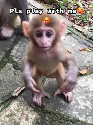 A post by @monkeycoll on TikTok caption: I love monkeys 🐒, so cute #monkey#Affirmations