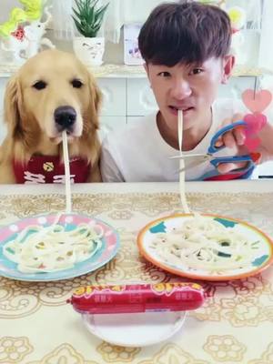 A post by @ on TikTok caption: #dog #dogsoftiktok #dogs #funny #pet #foryou #foryoupage