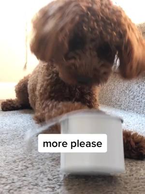 A post by @mactheminidoodle on TikTok caption: further proof that Mac is not a dog but an angel sent from above #dogfoodchallenge #goldendoodle #ilovemydog