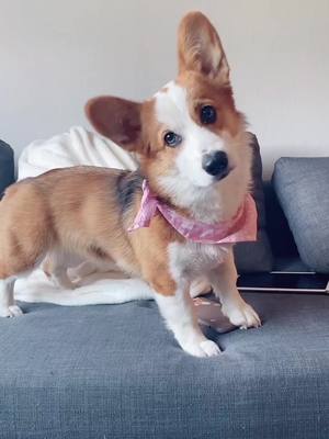 A post by @yunabutts1 on TikTok caption: What’s that noise b? #foryou #corgi #puppy #Affirmations #fyp #razrfit #StrapBack