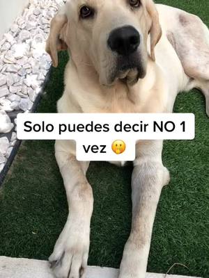 A post by @enzoelperromx on TikTok caption: ¡Guarda el NO para la última! 😂 IG: enzoelperromx #perrito #perritos #miperro #mimascota #perritostiktokers #perritosbonitos #perritostiernos #perros