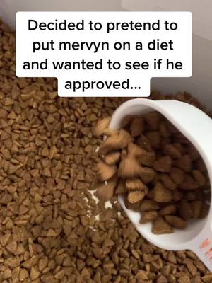 A post by @mervynpaws on TikTok caption: Take what you get.. 😂 What do you guys think? Did he approve? #fyp #dogdiet #dogdietchallenge #dogsoftiktok #food #foryou