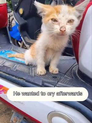 A post by @stray_animals0 on TikTok caption: #straycat #kitten If I leave,maybe he'll never get up again