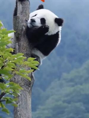 A post by @adampanda on TikTok caption: Relax in the sky #animal #pet #panda #cute