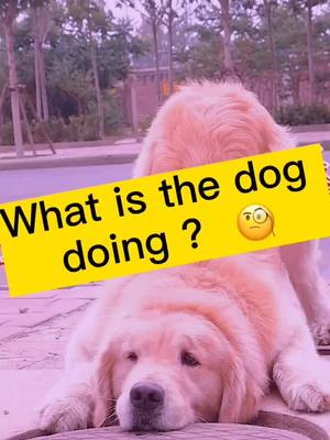 A post by @fernandebryden on TikTok caption: Do you think the dog did the right thing?#cutedog #foryou #fyp #Love