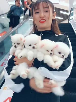 A post by @kyleen006 on TikTok caption: #dogs