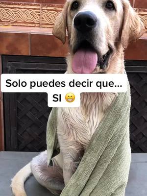 A post by @enzoelperromx on TikTok caption: ¿Viste el BONUS al final? 🙊 #perrito #perritos #perritosgraciosos #retostiktok #perritosbonitos #miperro #mimascota #perrosdetiktok #perritostiernos