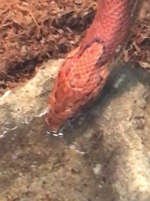 A post by @andreadumoulin on TikTok caption: Have you ever seen a snake drink? #cornsnake #drinking #Boo #reptile