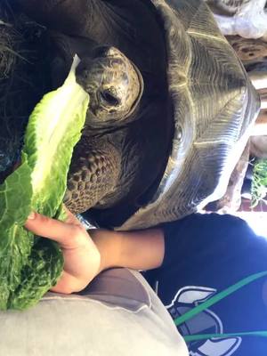 A post by @andreadumoulin on TikTok caption: Snack time with a turtle that’s the same size as me! #aldabratortoise #tortoisetime