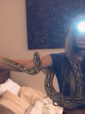 A post by @andreadumoulin on TikTok caption: The was snakes move🤯 #reticulatedpython #reptile #Boo