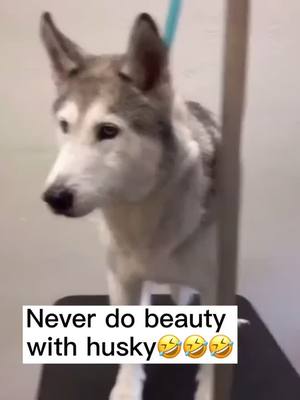 A post by @vikipuppy on TikTok caption: What’s wrong with you?!😂😂#DialItForward #husky #funnydog #foryou #puppy #dogsoftiktok