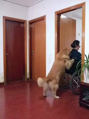 A post by @petslove0520 on TikTok caption: #greenscreenvideo MoonCake festivals, donot forget your family.#dog #cute #foryou